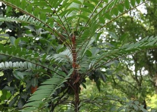 eurycoma longifolia