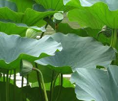 lotus leaf extract lotus leaf extract