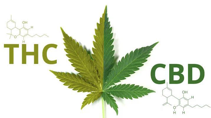 CBD 99