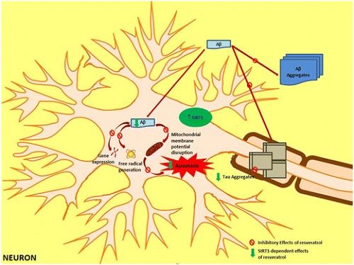 Resveratrol For Neuroprotection Resveratrol For Neuroprotection