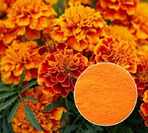 Marigold Extract Lutein Marigold Extract Lutein