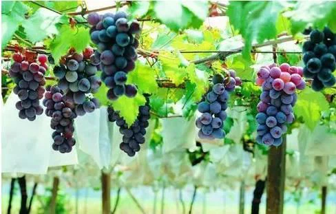 Pharmacological effects of resveratrol powder you buy
