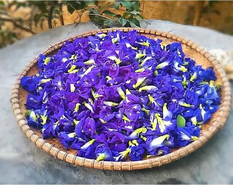 butterfly pea flower