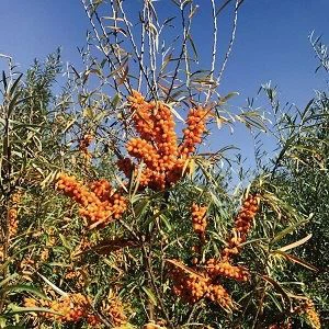 Seabuckthorn
