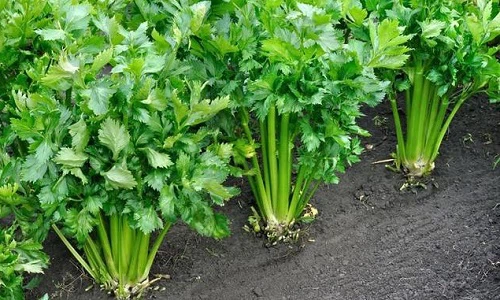 Only celery has apigenin powder