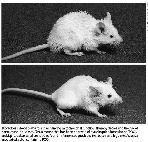reproductive development reproductive development