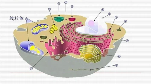 Increase the number and function of mitochondria Increase the number and function of mitochondria