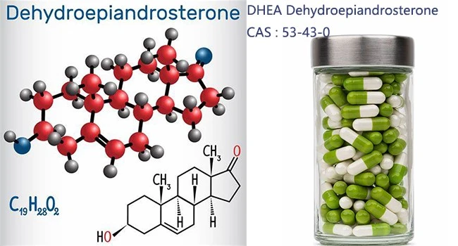 DHEA Dehydroepiandrosterone DHEA Dehydroepiandrosterone