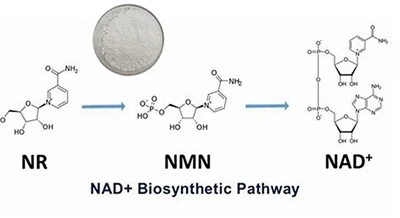 Studies on the anti-aging effect of beta-nicotinamide mononucleotide (nmn)