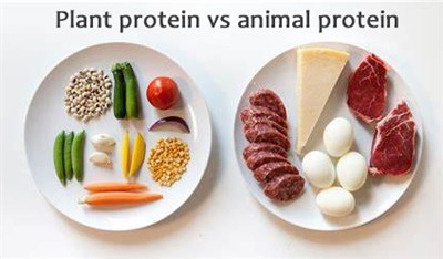 What Are Examples Of Plant Proteins?