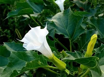 What Is Belladonna Extract Used For?