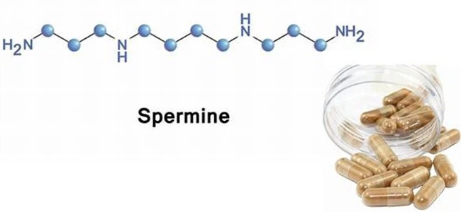 spermidine powder factory spermidine powder factory