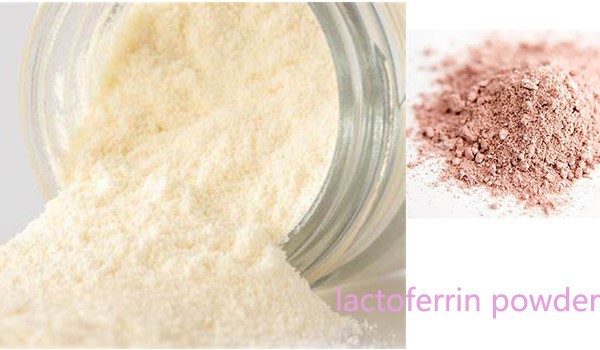 lactoferrin powder lactoferrin powder