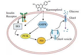 Kaempferol Kaempferol