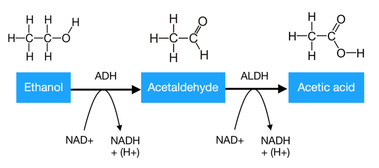 Aldehyde dehydrogenase powder Aldehyde dehydrogenase powder